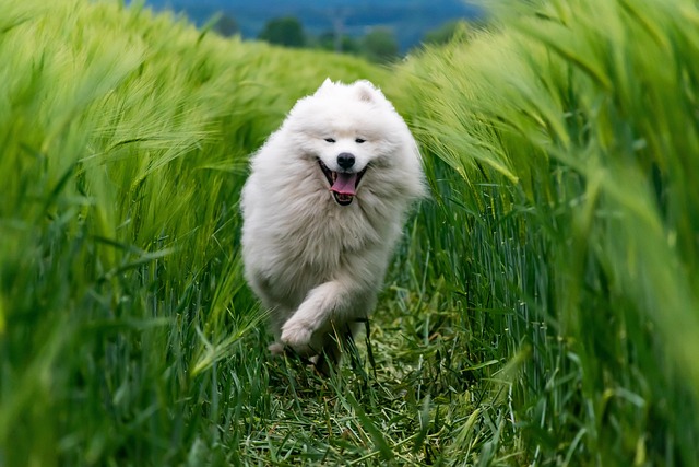 Joyful dog running through a field under the care of Wild Paws