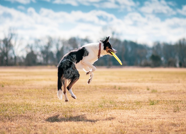 A playful dog leaping gracefully to catch a frisbee in a sunny park
