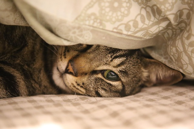 A cat comfortably curled up on a soft blanket, looking serene