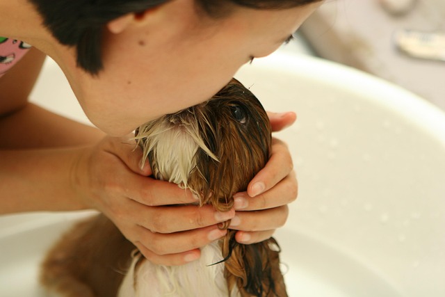 Dog getting a gentle bath at Wild Paws