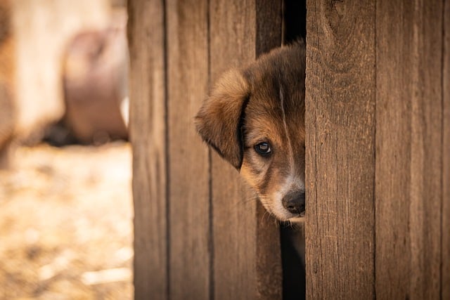 Portrait of Orion Sterling, Pet Adoption Coordinator