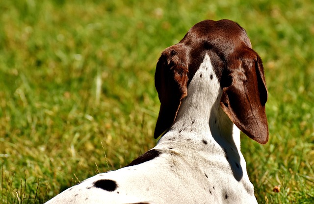 A group of well-behaved dogs in a training class