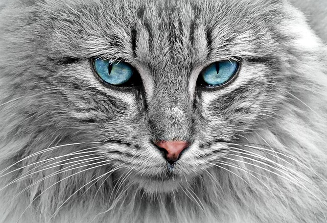 A close-up of a cat's bright, healthy eyes