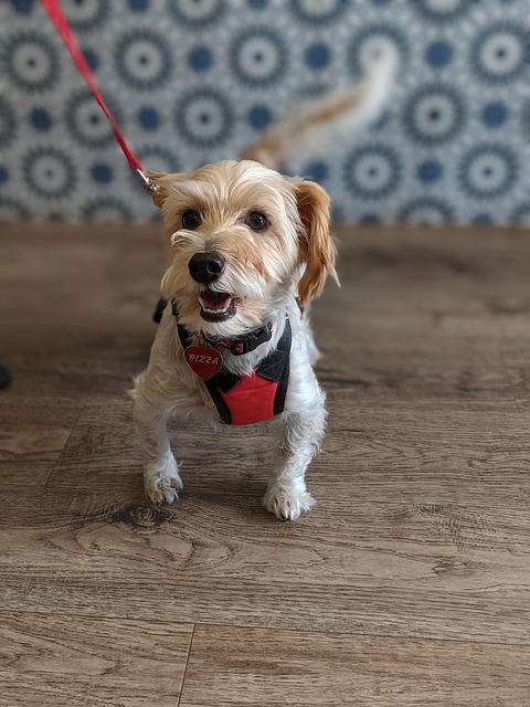 Senior dog comfortably resting in a vet clinic