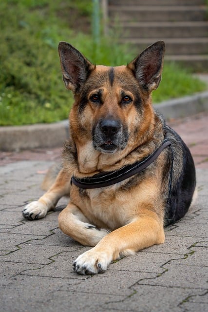 Dog attentively looking at its owner during a training session